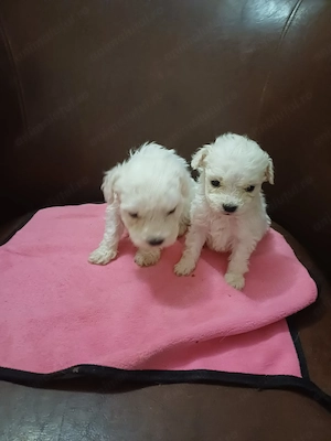 Cautam casuta pentru ea 