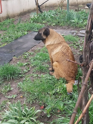 Ciobanesc Belgian Mascul 