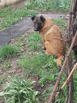 Ciobanesc Belgian Mascul 