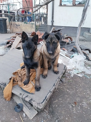 Adopție Mascul Ciobanesc Belgian  - imagine 3