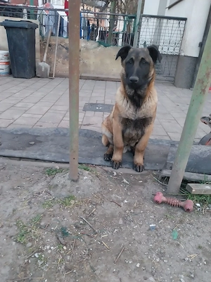 Ciobanesc Belgian Mascul 