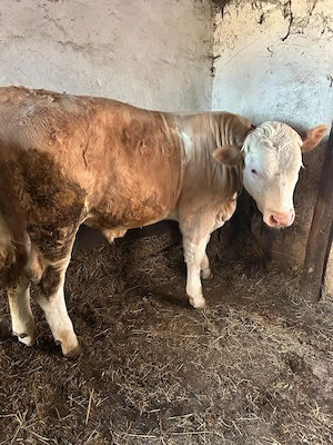 Vitel 8 luni vanzare