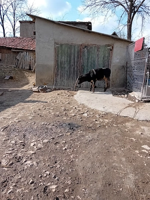 Vitica pentru crescut