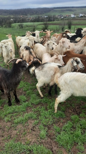 Vând capre tinere cu lapte