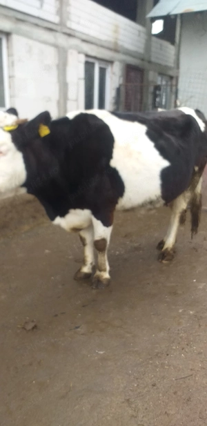 Se vinde vaca gestanta