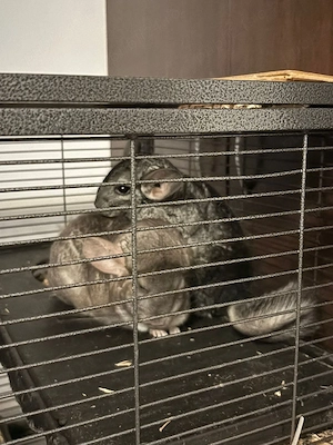 Donez 2 șinșile femele cu vârsta de 2 ani 