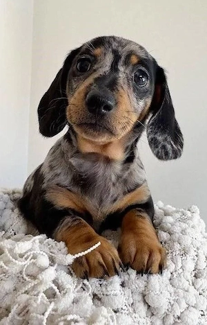 Teckel dachshund arlechin