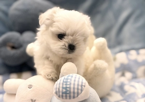 Bichon maltez mini tot