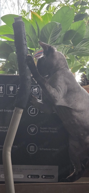 pisica sphinx femela