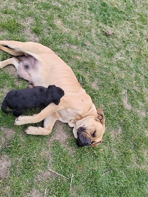 Oferim spre adopție o cățelușă adorabilă, în vârstă de 8 săptămâni.  (Bullmastiff   Ciobănesc) - imagine 2