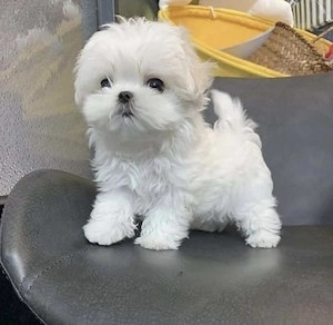 Bichon maltez mini toy 