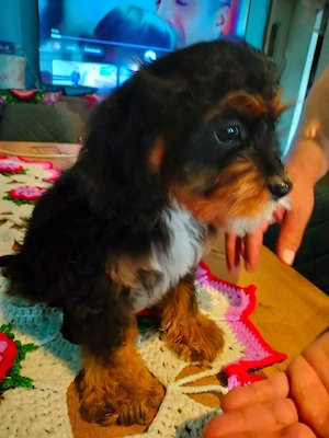 Cavapoo fetite si baeti  - imagine 3