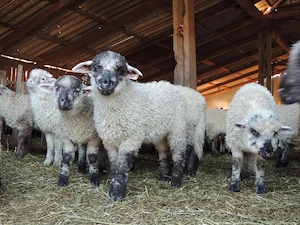 Vând miei de Paști  - imagine 2