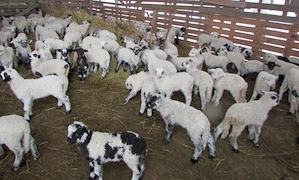 Vând miei de Paști  - imagine 3