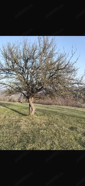 Teren intravilan Sotrile view superb Barajul Paltinu - imagine 2