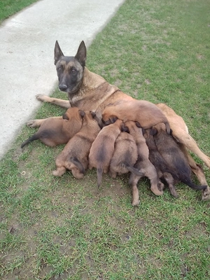 Ciobanesc Belgian  - imagine 3