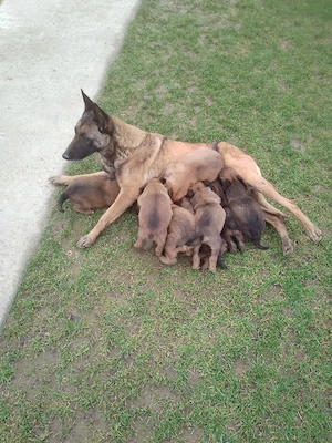 Ciobanesc Belgian  - imagine 2