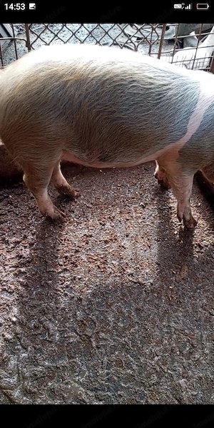 De vânzare o purcea de 90 de kg 