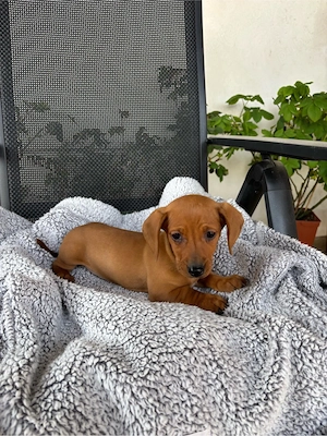 catelusa teckel - imagine 3