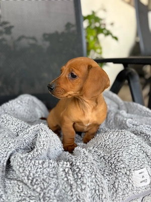 catelusa teckel - imagine 2