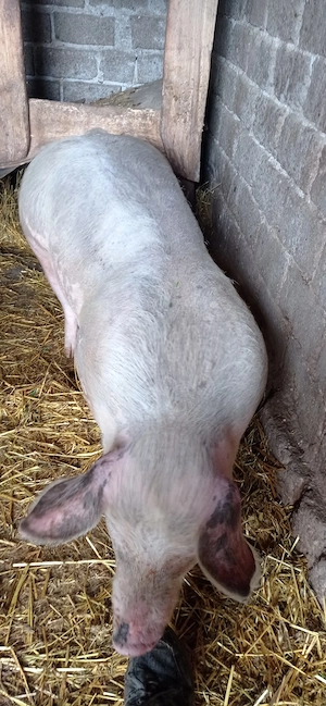 vând purcea 80 kg  - imagine 3