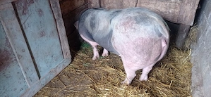 Vând 1 vier și 2 purcele pietran 