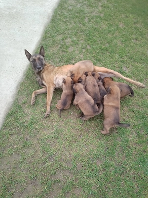 Ciobanesc Belgian  - imagine 4