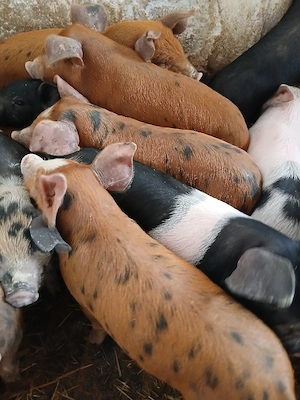 purcei 8 săptămâni 250 lei - imagine 5