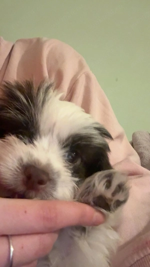 Caine Shih tzu - imagine 3