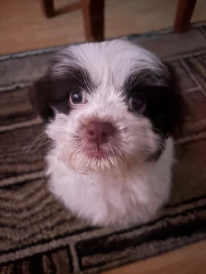Caine Shih tzu - imagine 2