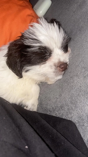 Caine Shih tzu - imagine 4