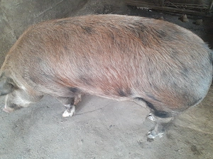 Porci de vanzare 