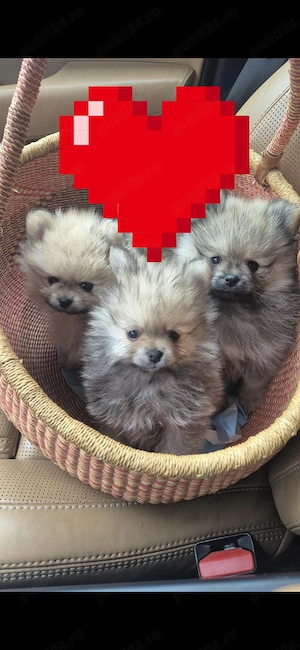 Pui Pomeranian super drăgălași  - imagine 2