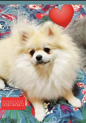 Pui Pomeranian super drăgălași  - imagine 5