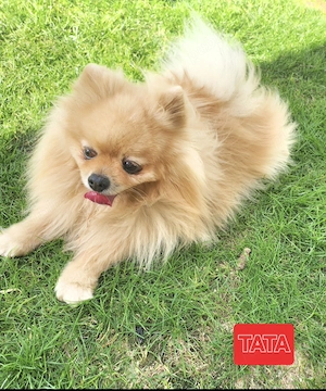 Pui Pomeranian super drăgălași  - imagine 6