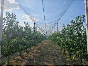 De vanzare agricultura pomicultura oportunitate platforma agro industrială ferma agricola  - imagine 4