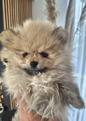 Pui Pomeranian super drăgălași  - imagine 4