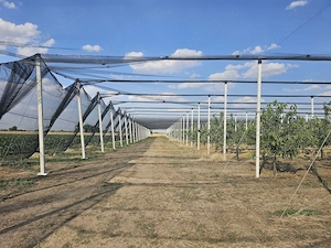 De vanzare agricultura pomicultura oportunitate platforma agro industrială ferma agricola  - imagine 3