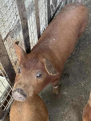 Purcei duroc  - imagine 2