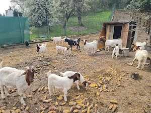 Capre Boer de vanzare - imagine 4