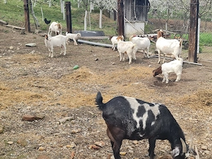 Capre Boer de vanzare - imagine 3