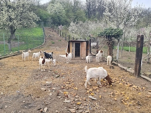 Capre Boer de vanzare - imagine 5