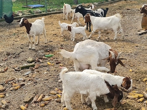 Capre Boer de vanzare - imagine 2