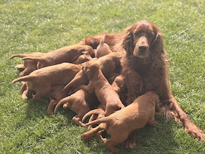 Vand setter irlandez - imagine 4