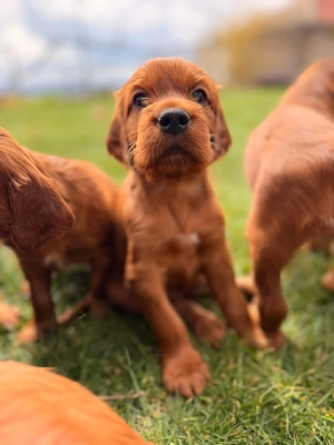 Vand setter irlandez