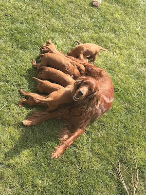 Vand setter irlandez - imagine 5