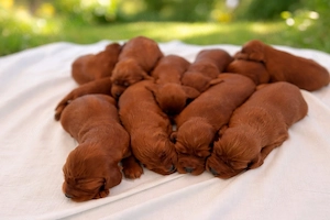 Vand setter irlandez - imagine 3