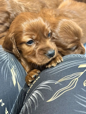 Vand setter irlandez - imagine 2