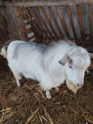 Țap castrat de vânzare 