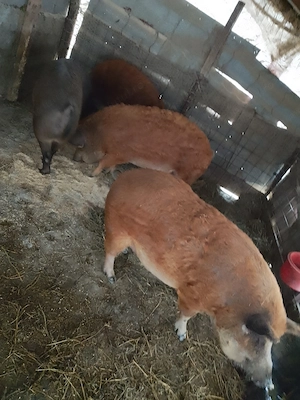 Porci mangalita de vânzare  - imagine 2